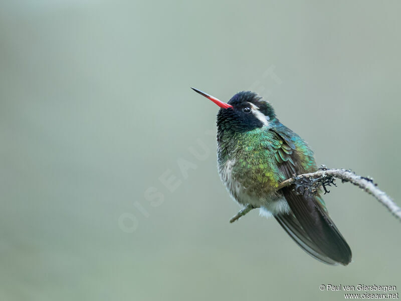 Colibri à oreilles blanches