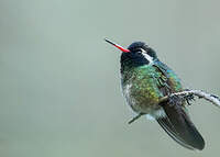 Colibri à oreilles blanches