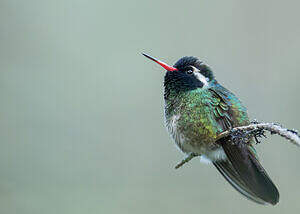 Colibri à oreilles blanches