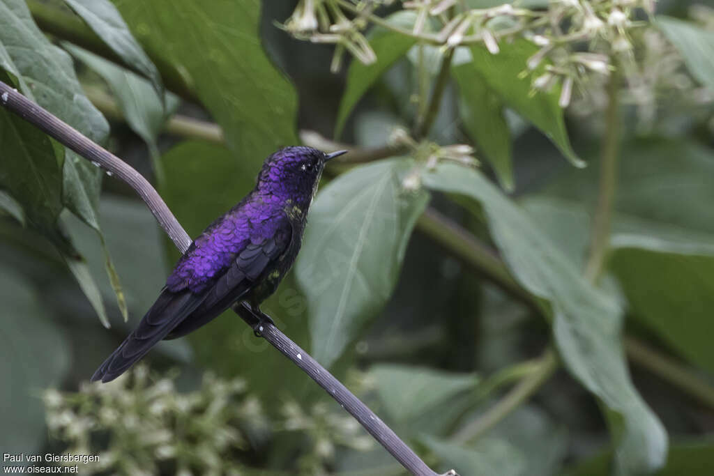 Purple-backed Thornbill male adult, identification