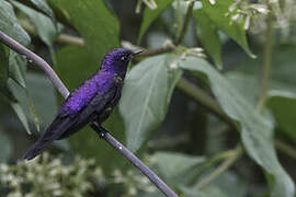 Purple-backed Thornbill