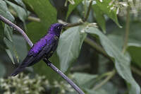 Colibri à petit bec