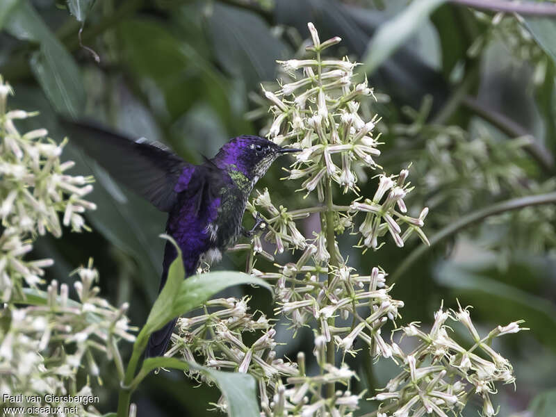 Purple-backed Thornbill male adult, eats