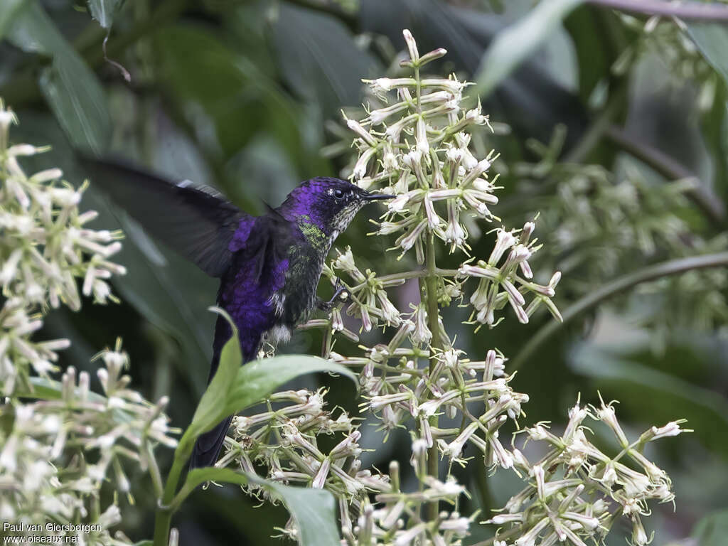 Colibri à petit bec mâle adulte, mange