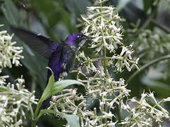 Purple-backed Thornbill