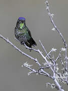 Purple-backed Thornbill