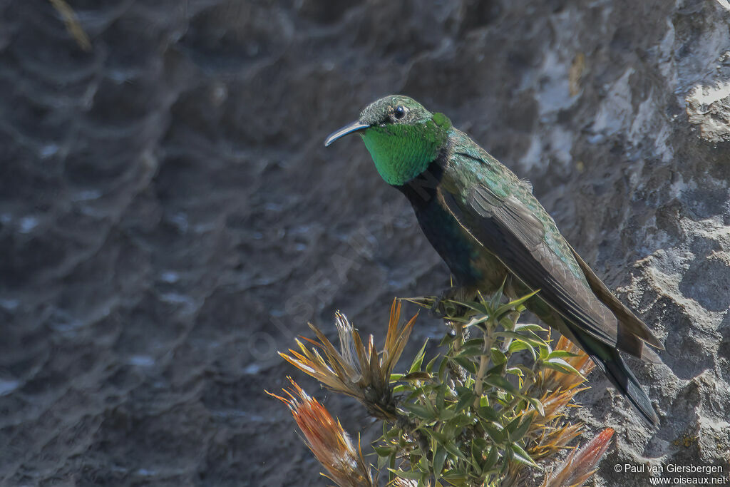 Colibri à plastron noir mâle adulte