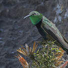 Colibri à plastron noir