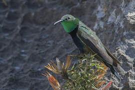 Black-breasted Hillstar