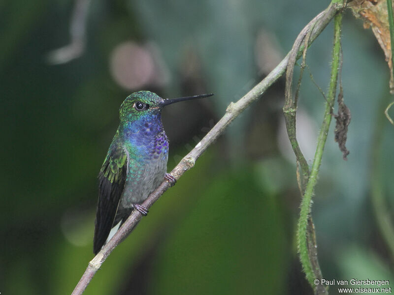 Colibri à queue blancheadulte, portrait