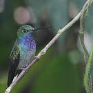 Colibri à queue blanche