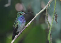 Colibri à queue blanche