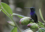 Colibri à queue blanche