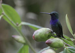 Green-backed Hillstar