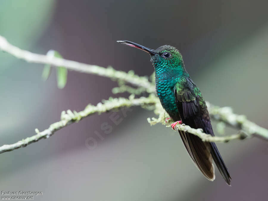 Bronze-tailed Plumeleteer male adult, identification