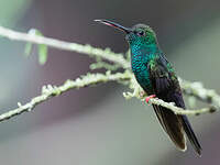 Colibri à queue bronzée