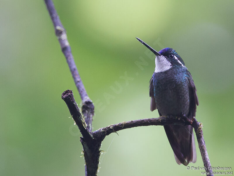 Colibri à queue grise