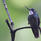 Colibri à queue grise