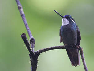 Colibri à queue grise