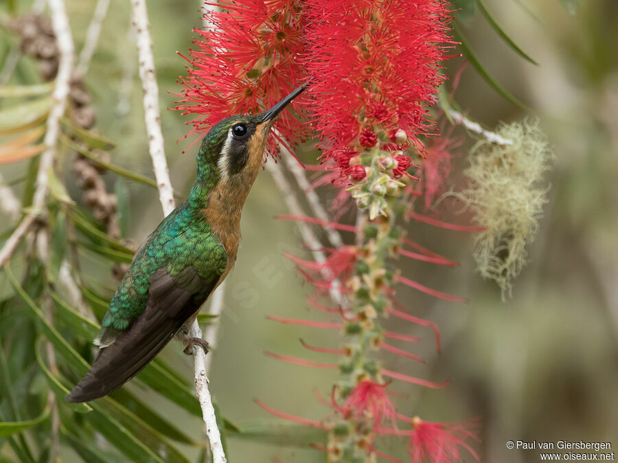 Grey-tailed Mountaingem female adult