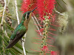 Colibri à queue grise