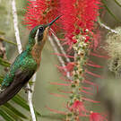 Colibri à queue grise