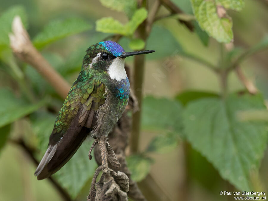 Grey-tailed Mountaingem male adult