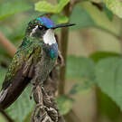 Colibri à queue grise