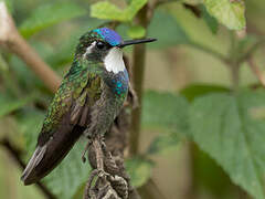 Colibri à queue grise