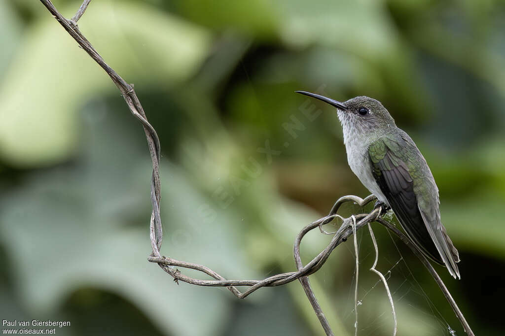 Colibri à queue verteadulte