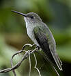 Colibri à queue verte