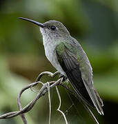 Colibri à queue verte