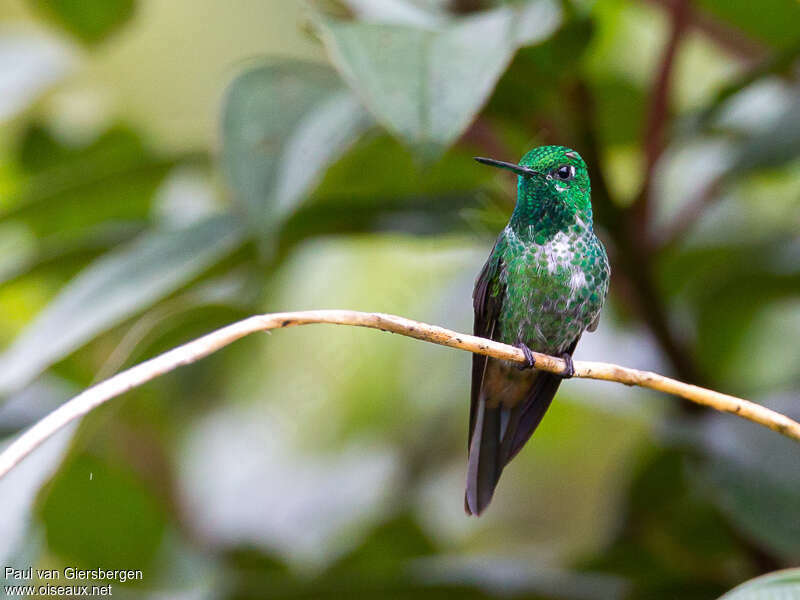 Colibri à sous-caudales rousses mâle adulte, identification