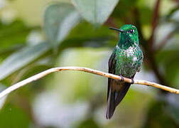 Rufous-vented Whitetip