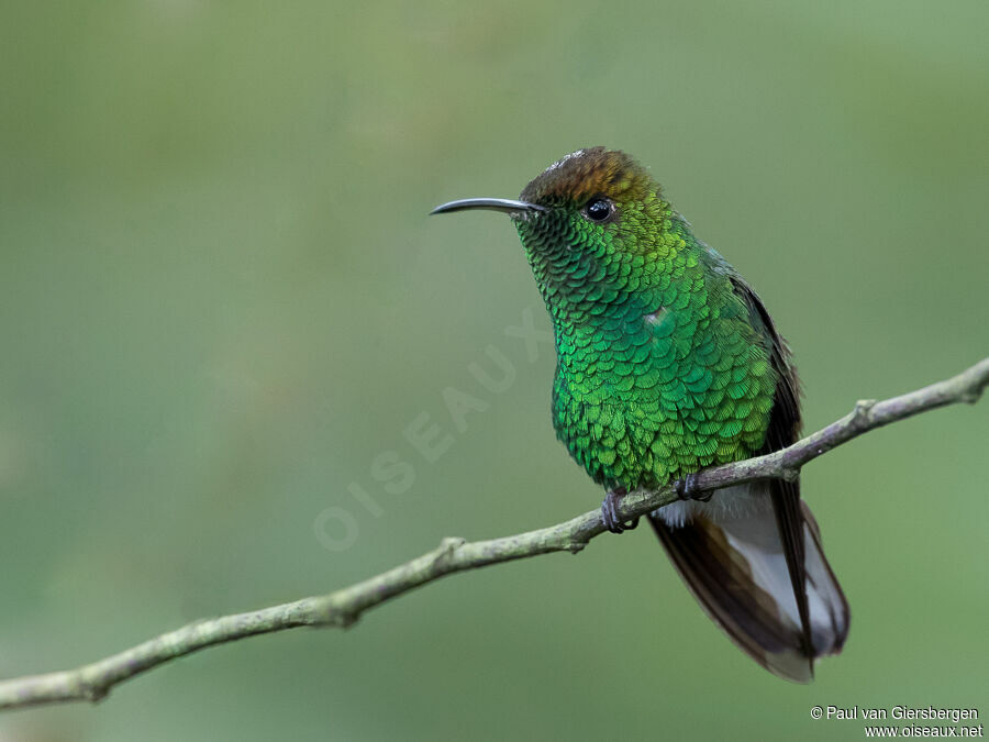 Colibri à tête cuivréeadulte