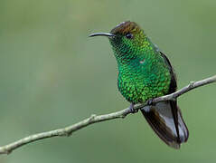 Coppery-headed Emerald