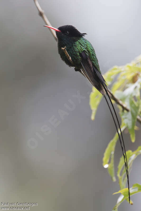 Colibri à tête noire mâle adulte nuptial, identification