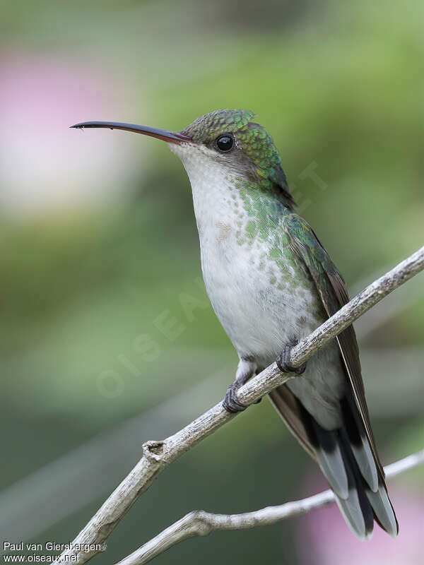 Colibri à tête noire femelle adulte, identification