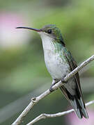 Red-billed Streamertail