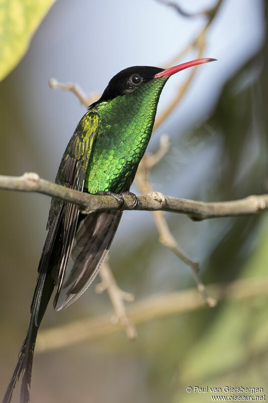 Colibri à tête noire mâle adulte nuptial