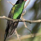 Colibri à tête noire