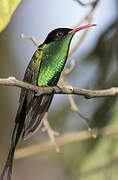 Red-billed Streamertail