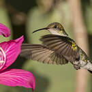 Colibri à tête noire