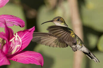 Colibri à tête noire