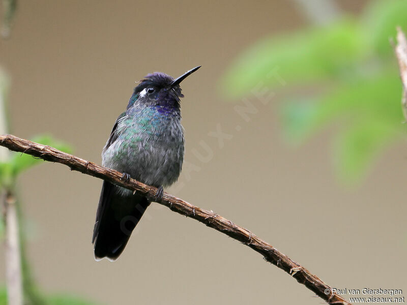 Colibri à tête violette