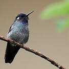 Colibri à tête violette
