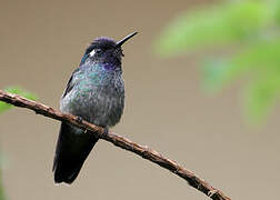 Violet-headed Hummingbird