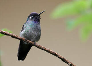 Colibri à tête violette