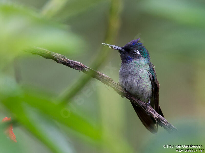 Colibri à tête violette