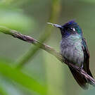 Colibri à tête violette